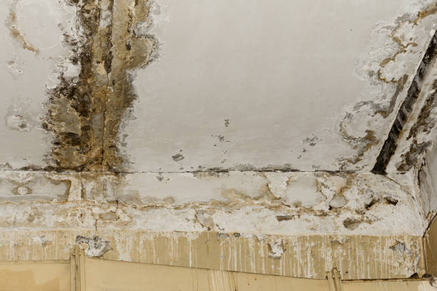 Best Biohazard Mold Removal  in Asbury Park, NJ