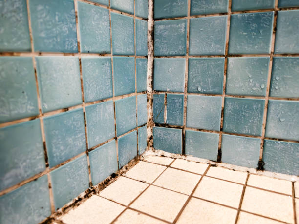 Best Industrial Mold Remediation  in Asbury Park, NJ