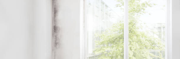 Best Post-Construction Mold Inspection  in Asbury Park, NJ