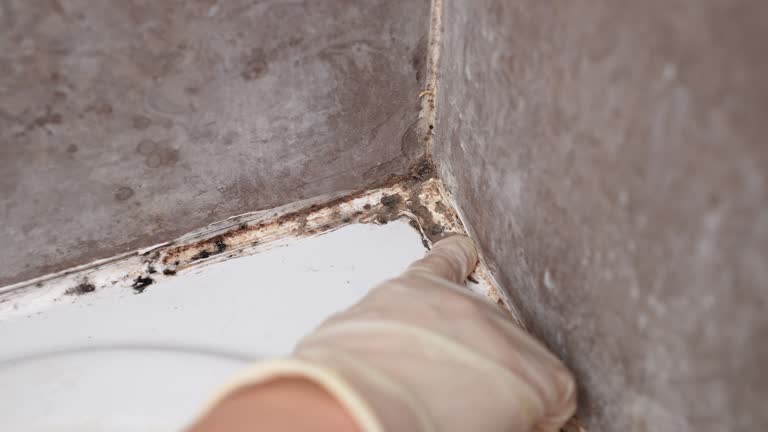 Best Black Mold Removal  in Asbury Park, NJ