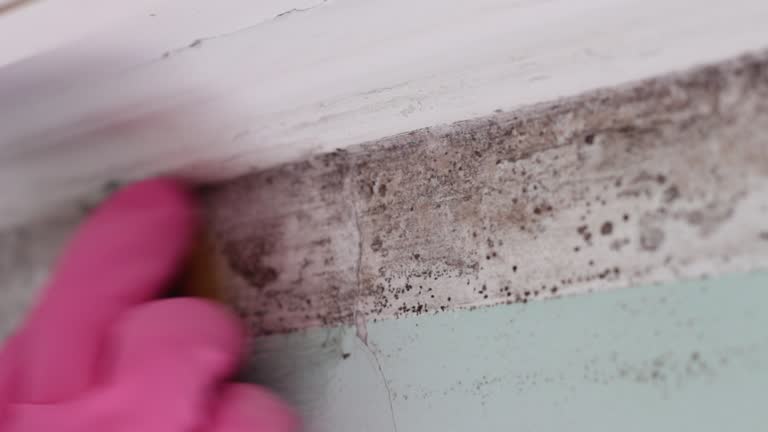 Best Mold Prevention Services  in Asbury Park, NJ